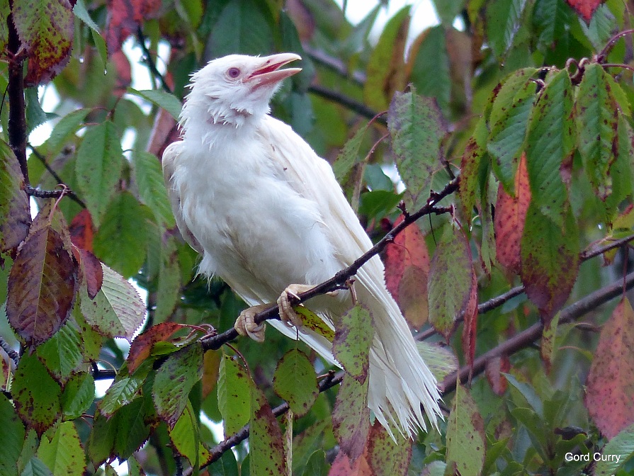 [Image: foggy-the-albino-crow-was-a-familiar-sig...-photo.jpg]